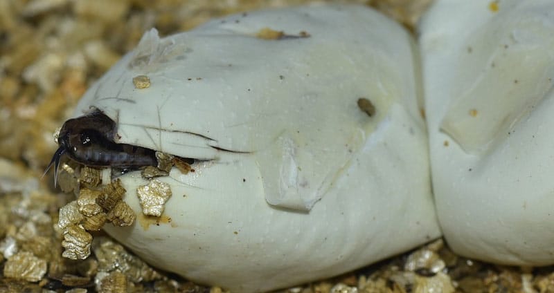baby snake peaking out from egg