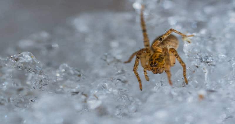 spider on ice in the winter